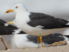 1cy fuscus in August, ringed in Finland. (81365 bytes)